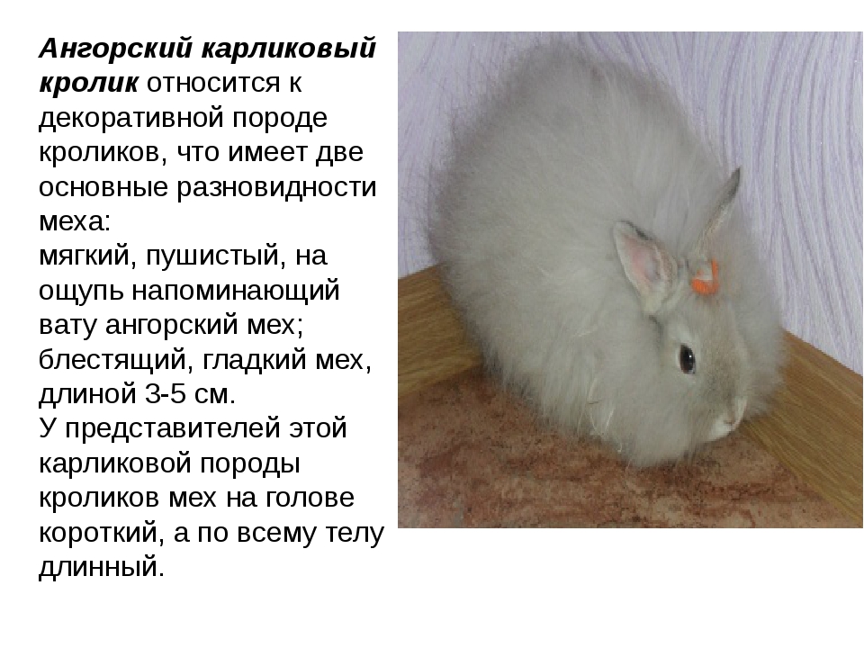 Все об ангорских кроликах: интересные факты об английской и немецкой разновидностях