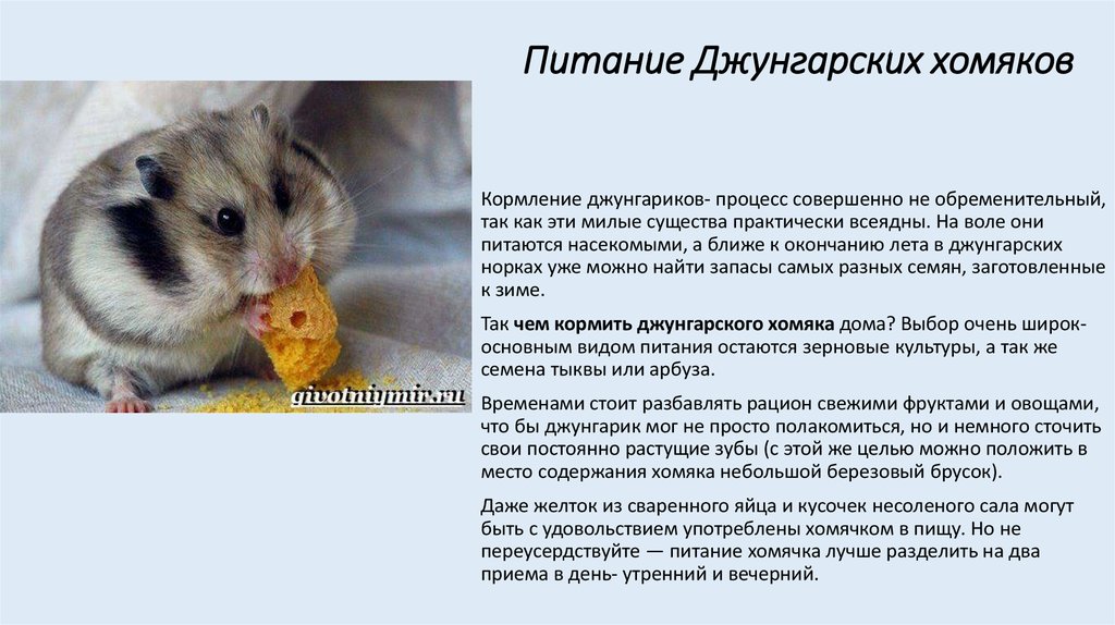 Вид: mustela nivalis = обыкновенная ласка