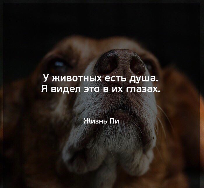 7 вредных продуктов, которые нужно исключить из рациона собаки - gafki.ru