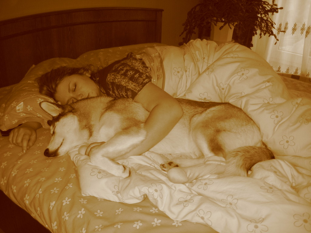 Как отучить собаку спать на кровати в отсутствии хозяина или ночью