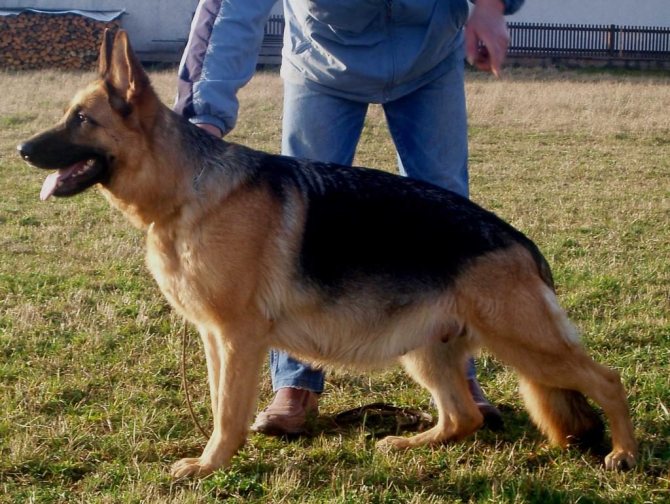 Беременность у собак немецкой овчарки - срок беременности, сколько вынашивает щенков