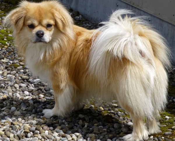 Тибетский спаниель — маленькая собака с огромным сердцем. тибетский спаниель: описание породы и содержание