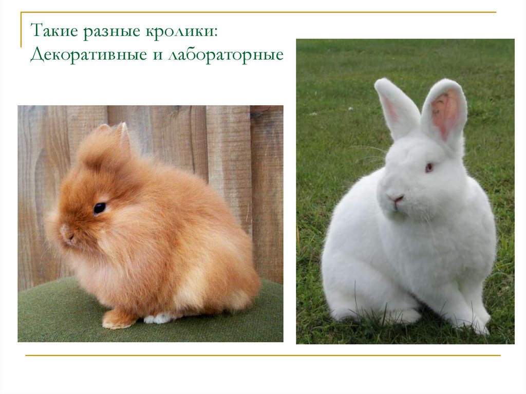 Мини кролик: как выглядят, описание и характеристика, уход и содержание в домашних условиях