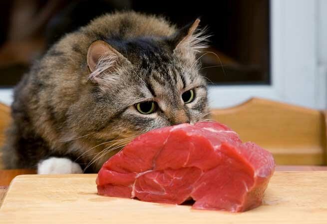 Можно ли кошкам сырое мясо