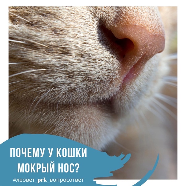Почему у кошек мокрый нос — пояснение ветеринара