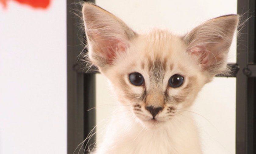 Балинезийская кошка: фото кошки, цена, описание породы, характер, видео, питомники