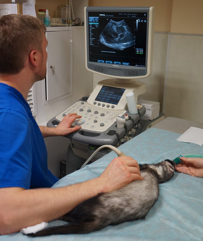 Ультрасонографические различия органов брюшной полости собак и кошек – статья о лечении животных ивц мва