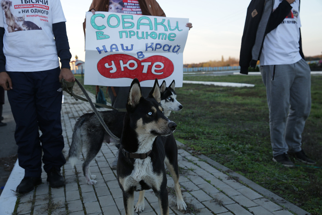 «новый зоозащитный закон используют против волонтеров». в белгороде суд обязал активистку ликвидировать приют для бездомных животных