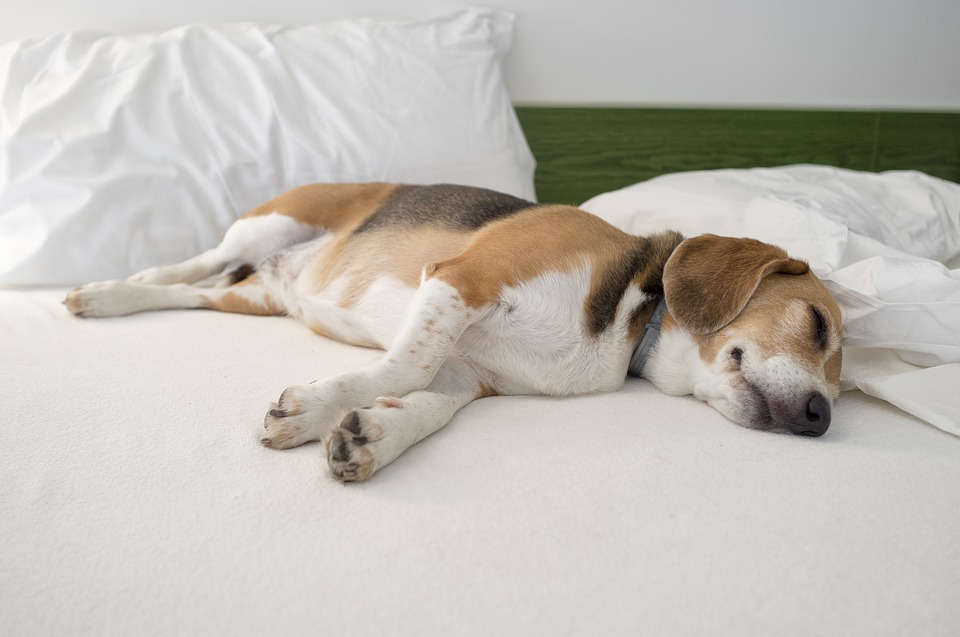 ᐉ как отучить собаку спать на вашей кровати - ➡ motildazoo.ru