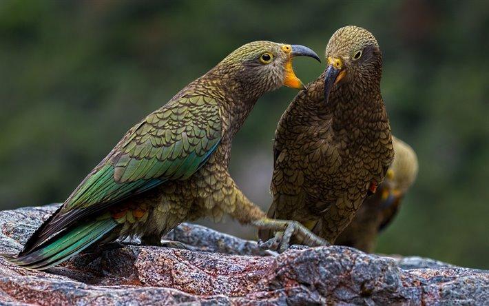 Попугаи кеа - удивительные факты из жизни пернатых