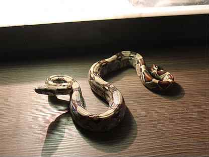 Питон, удав или анаконда, какая змея больше нравится?
