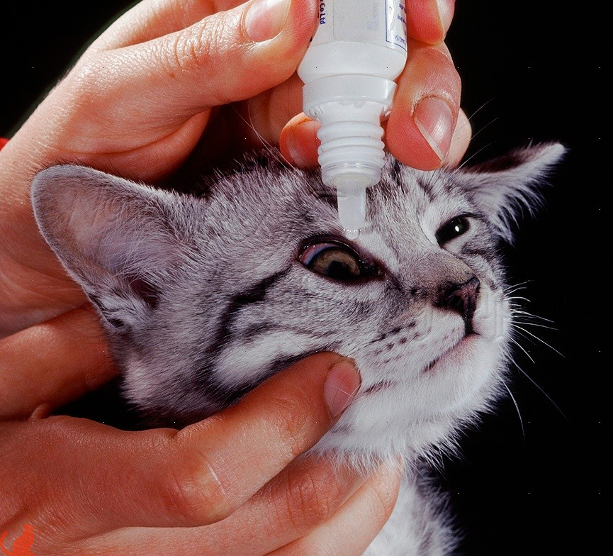 При каких заболеваниях чихают кошки и что делать?