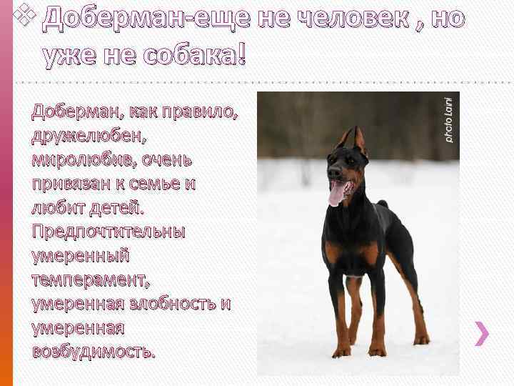 Доберман фото собаки характеристика и описание породы