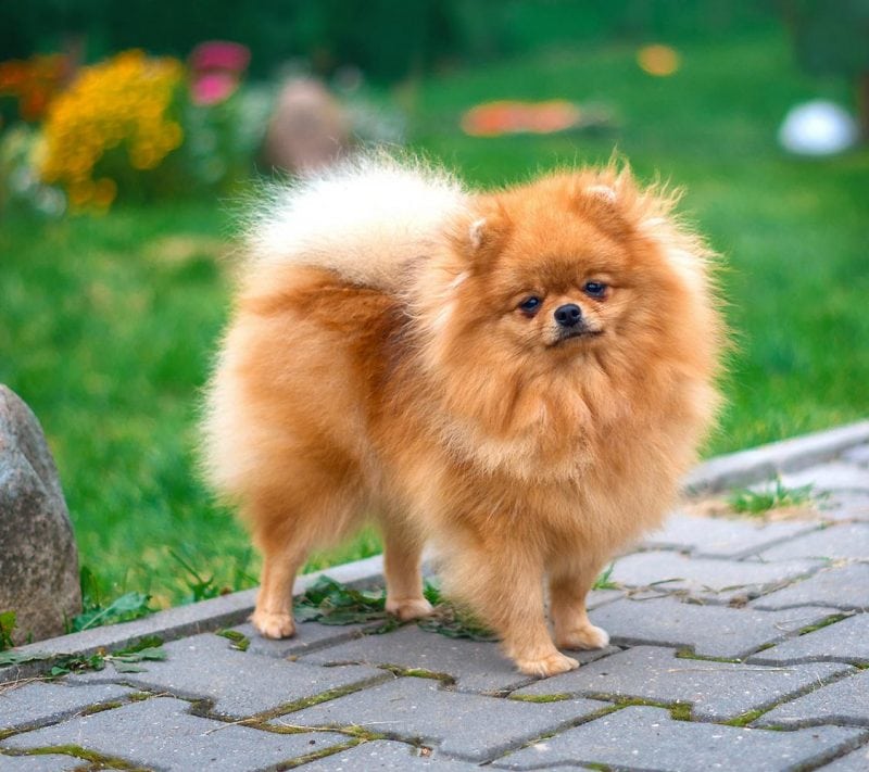 Маленькие породы собак для квартиры (39 фото): какую домашнюю собаку небольшого размера лучше завести? уход за мелкими собаками со спокойным характером