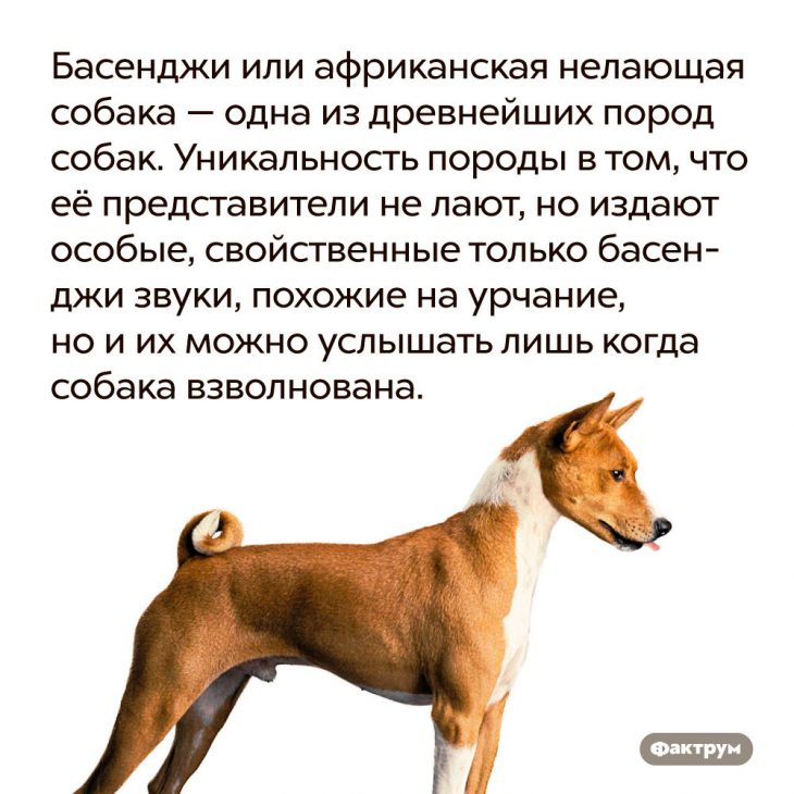 Басенджи собака — все о собаке: содержание и фото, внешний вид. правила разведения, дрессировка