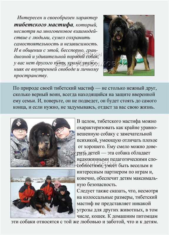 Английский мастиф: описание характеристики королевской породы