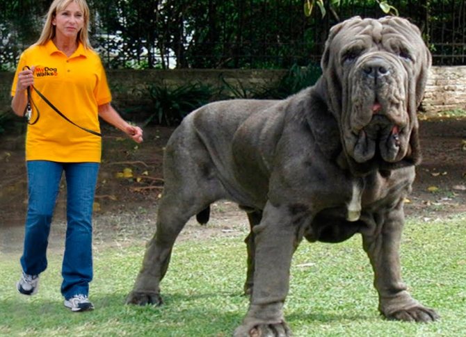 Самые большие собаки в мире (55 фото): названия пород огромных собак. какие размеры у самого гигантского пса на земле? очень мохнатые породистые собаки