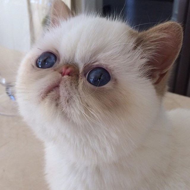 Кот с приплюснутой мордой и большими глазами