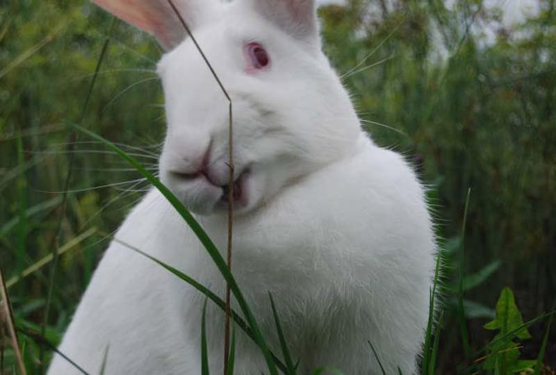 Как выглядит декоративный кролик альбинос?