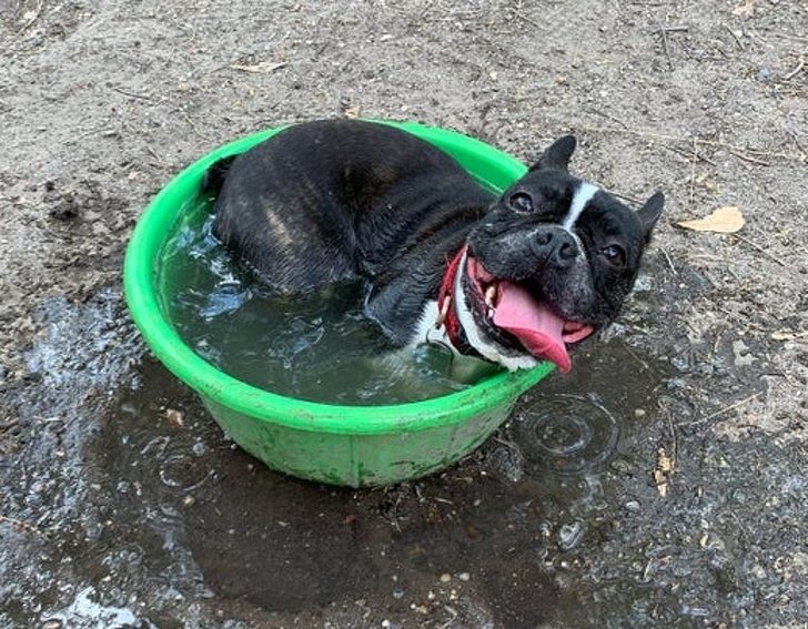 Можно ли купать собаку в жару
можно ли купать собаку в жару