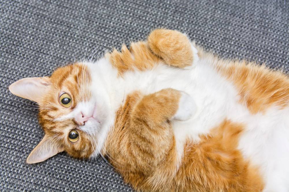 Как отличить кота от кошки - 5 методов
