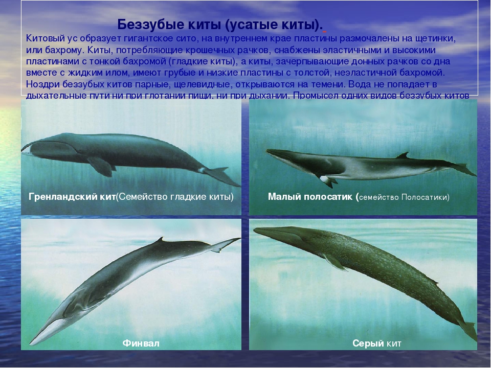ⓘ зубатые киты - один из двух современных парвотрядов китообра