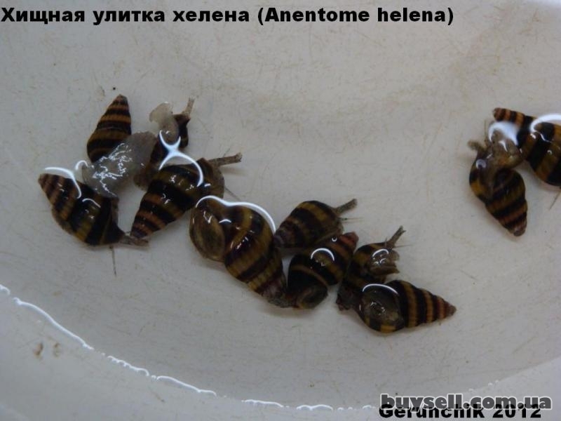 Улитка хелена поедает других улиток?