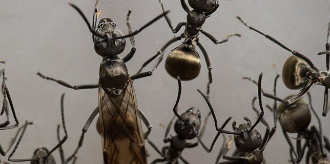 Polyrhachis dives (муравьи-ткачи) : описание, содержание, кормление, уход