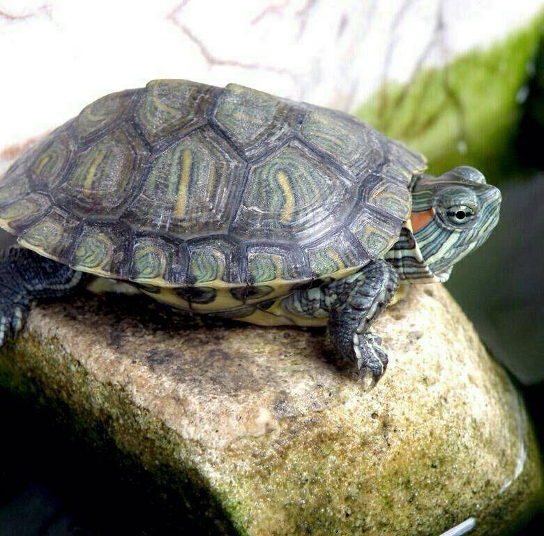Красноухая черепаха: уход и содержание рептилии