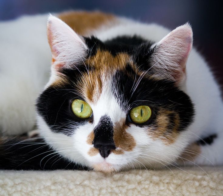 Почему коты не бывают трехцветными? тонкости окраса кошачьих