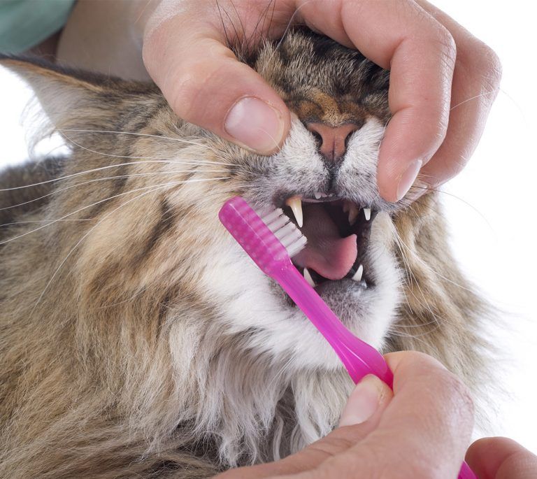 ⭐ заболевания зубов у кошек. причины и симптомы. профилактика болезней.
