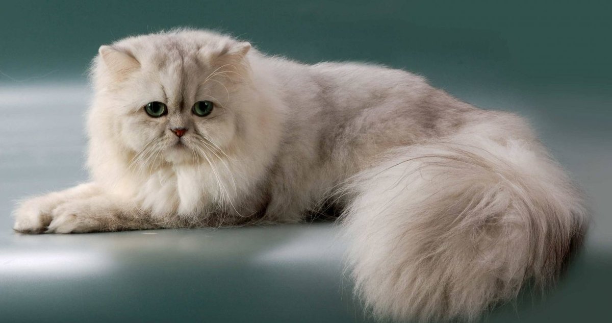 Персидская шиншилла (27 фото): описание породы и характер кошек, серебристый и золотой шиншилловый перс. сколько живут коты?