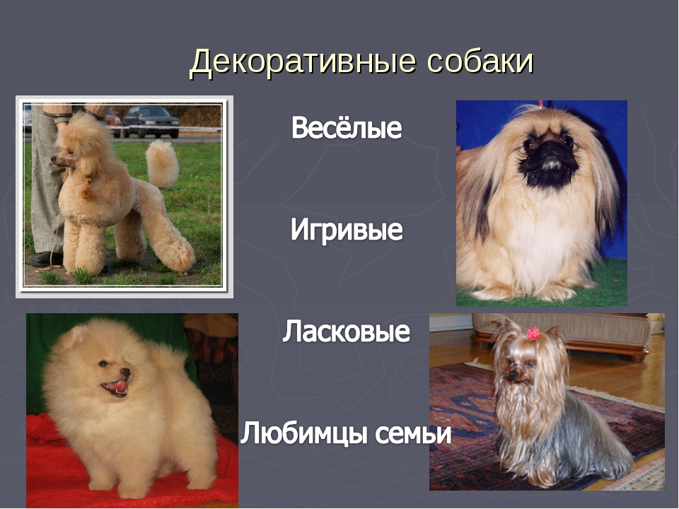 Собаки фото породы фото и названия и описание внешности