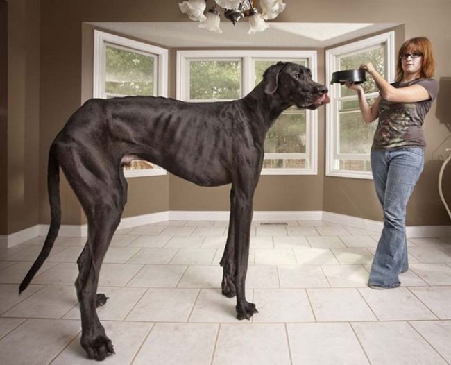 Обзор одежды для большой собаки, советы кинологов и ветеринаров