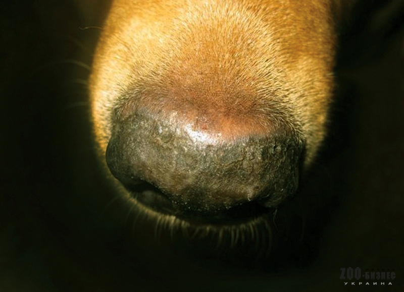 Что делать если у собаки сухой нос, причины сухого и горячего носа