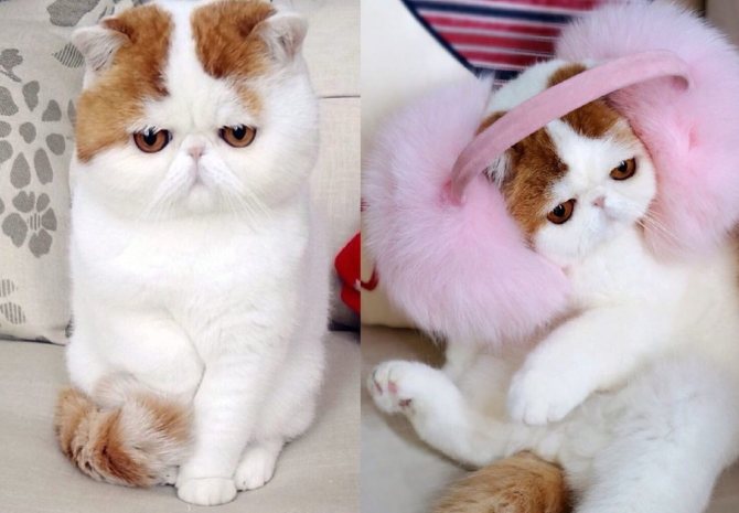Кот снупи: описание породы, характер кошки, советы по содержанию и уходу, фото