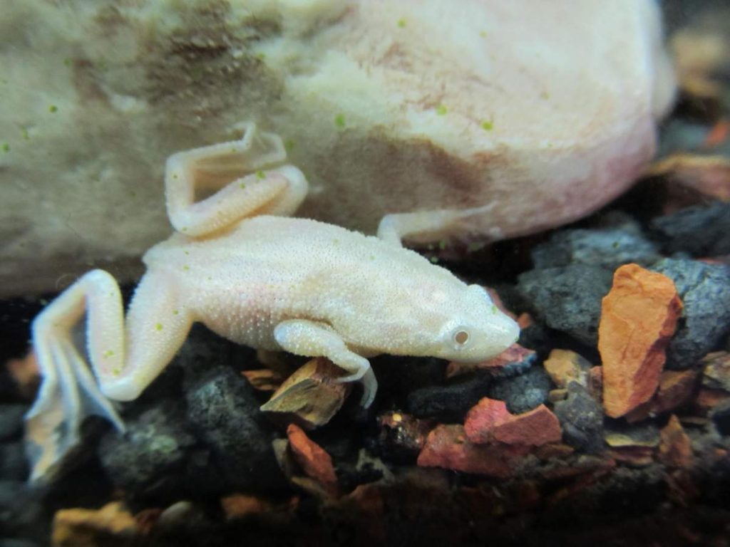 Лягушка гименохирус в аквариуме — описание,размножение,содержание,фото,видео