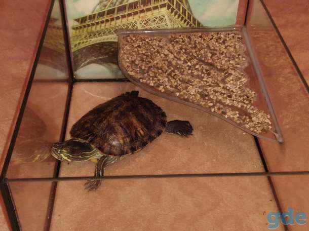 Чем и сколько кормить черепах в домашних условиях