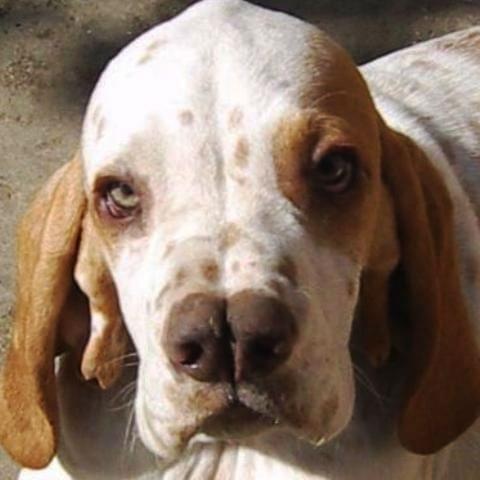 Турецкий кангал собака. описание, особенности, уход и цена турецкого кангала
