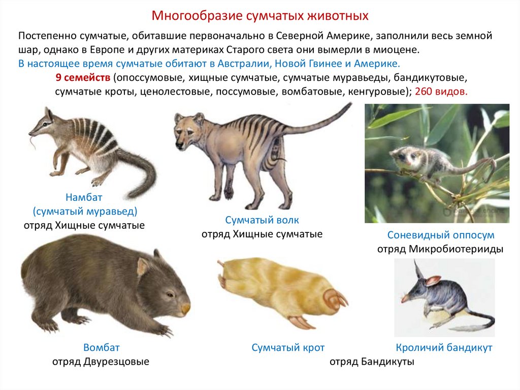 Виды животных список с картинками