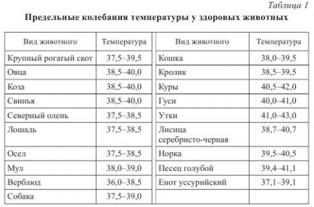 Температура кошки