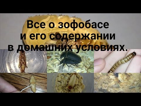 Зофобас живой - купить оптом в сверчоккорм
