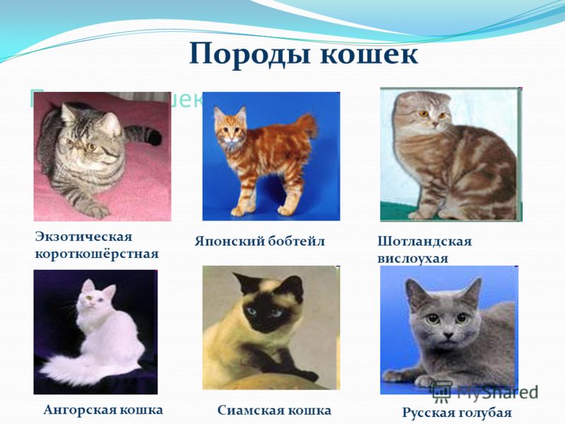 Породы кошек для аллергиков: 19 малоаллергенных кошек с фото и описанием