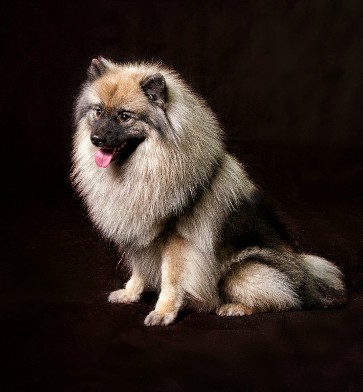 Вольфшпиц (120 фото породы собак) - описание, история, содержание, характер, окрас и многое другое о породе вольфшпиц