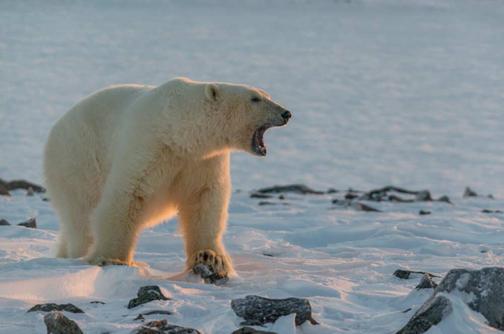 Белый медведь – крупный хищник севера. описание и фото белого медведя