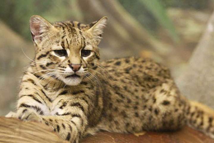 Бенгальская домашняя кошка: фото, описание породы, цена кота “леопарда”