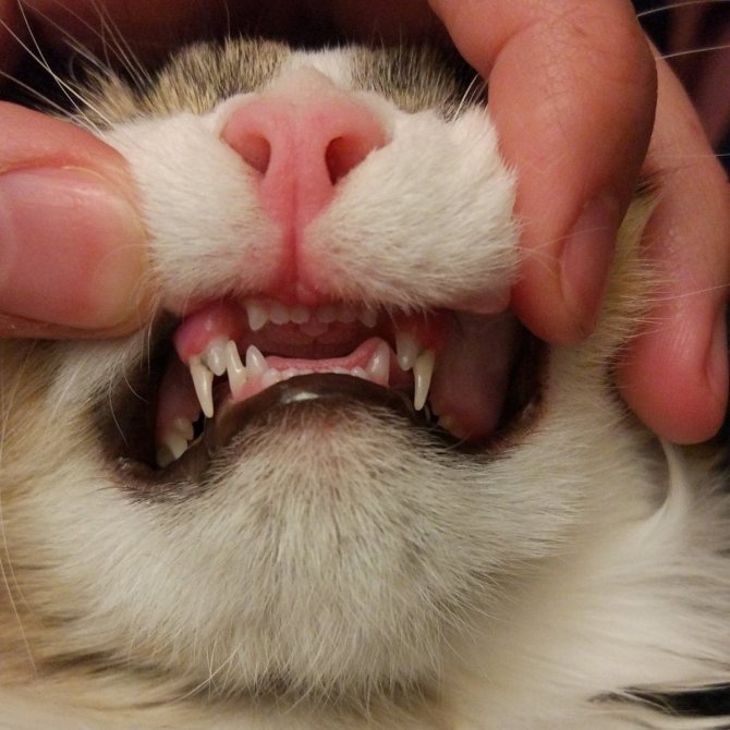 Когда молочные зубы меняются у котят на постоянные, сколько длится смена и как она происходит?
