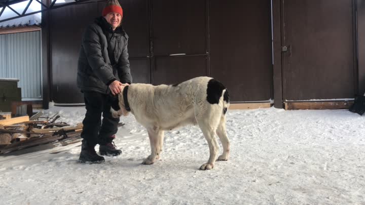 Среднеазиатская овчарка алабай – самая большая собака и самый преданный друг