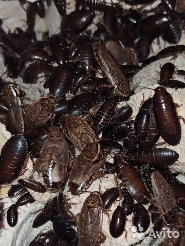 Мраморный кормовой таракан — отличная еда для ваших домашних варанов и ящериц. мраморные тараканы (nauphoeta cinerea): описание и содержание