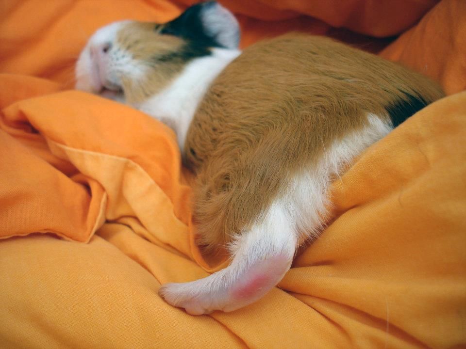 Как спят морские свинки